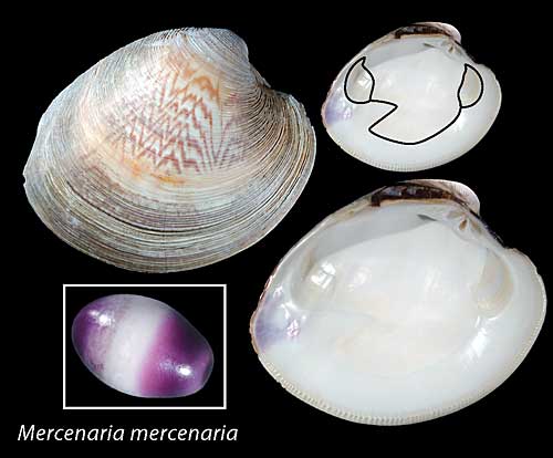 Shell Morphology